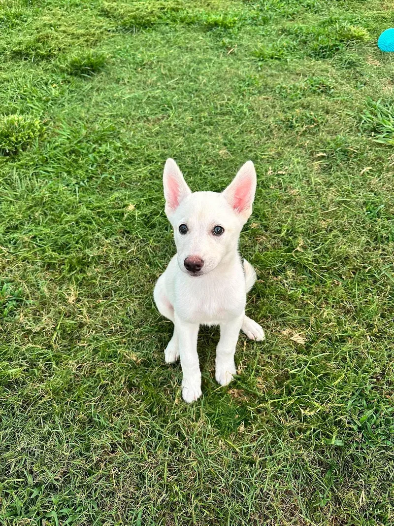 A baby medium-sized female German Shepherd Dog dog named Callista for adoption in Houston, TX