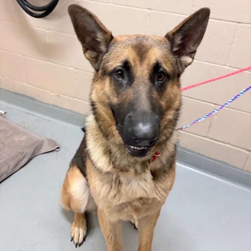 An adult large-sized male German Shepherd Dog dog named Trent for adoption in Tacoma, WA
