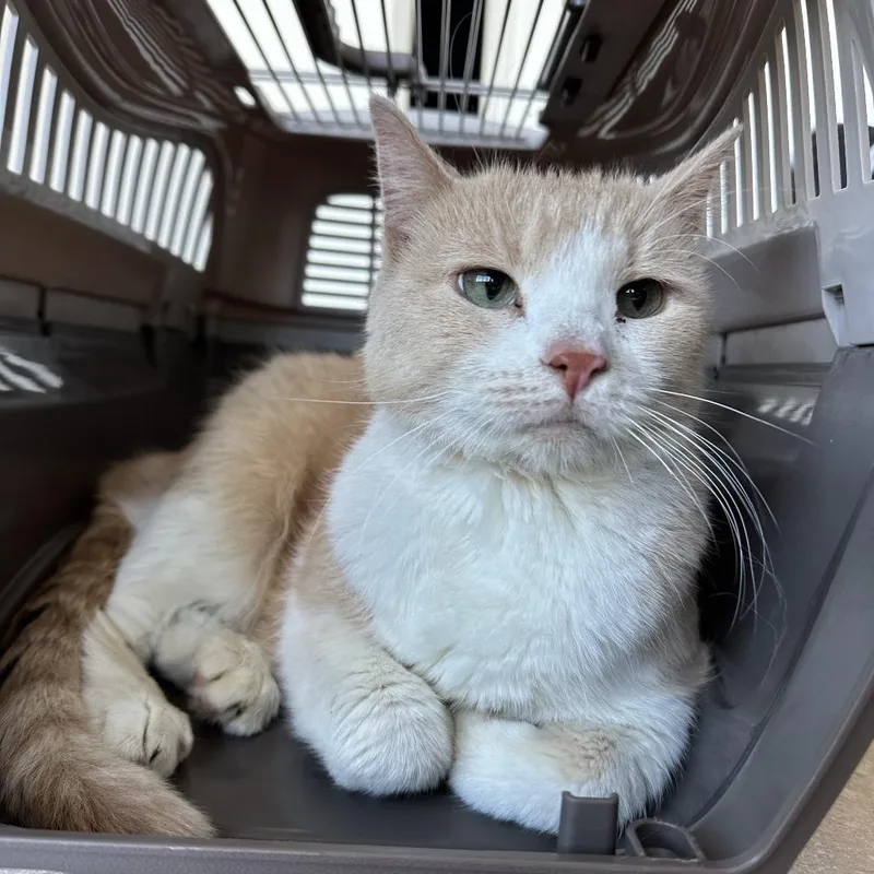 An adult large-sized female Buff / Tan / Fawn Domestic Short Hair cat named Adelle for adoption in Saint Louis, MO