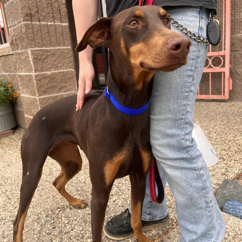 A young medium-sized female Doberman Pinscher dog named Coraline for adoption in Grass Valley, CA