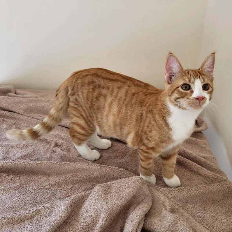 A baby medium-sized male Orange & White Domestic Short Hair cat named Mack for adoption in Spring Lake Park, MN