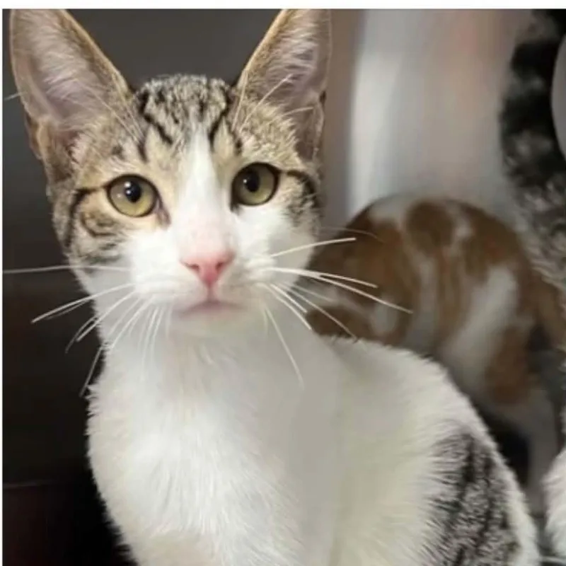 A baby medium-sized male Tabby (Brown / Chocolate) Domestic Short Hair cat named Smooch for adoption in Antioch, CA