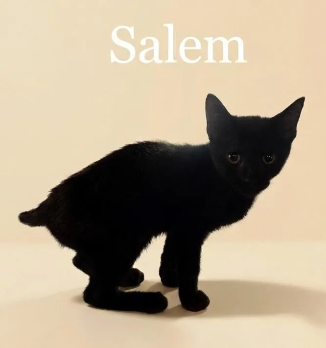 A baby small-sized male Domestic Short Hair cat named Salem for adoption in Rutherfordton, NC