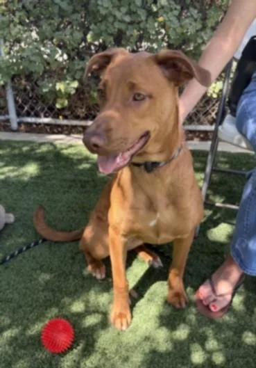 A young medium-sized female Labrador Retriever dog named Trinity for adoption in Chatsworth, CA