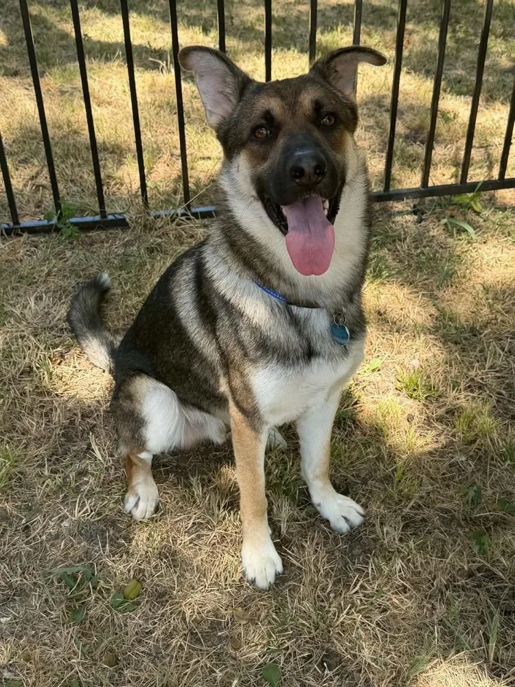 An adult large-sized male Tricolor (Brown, Black, & White) German Shepherd Dog dog named Briareos for adoption in Richardson, TX