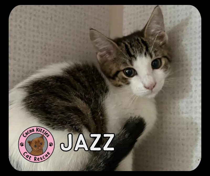 A baby small-sized female Domestic Short Hair cat named Jazz for adoption in Hershey, PA