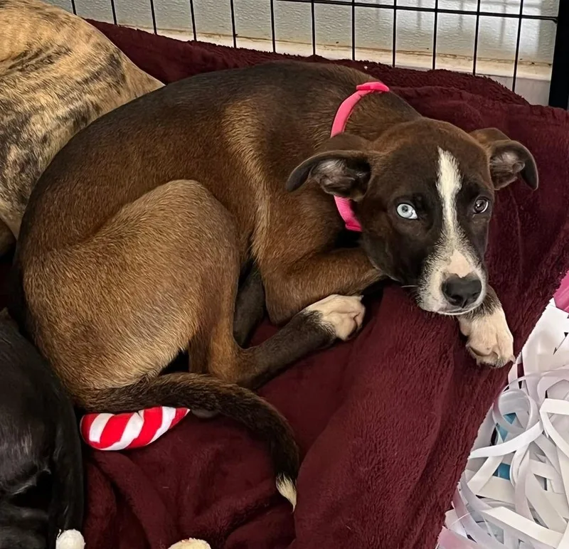 A baby small-sized female Tricolor (Brown, Black, & White) Catahoula Leopard Dog dog named Marinee for adoption in Lakeland, FL