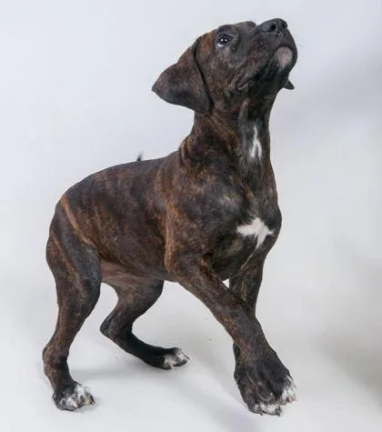 A young small-sized female Brindle Pit Bull Terrier dog named Sunscreen for adoption in Harvey , LA