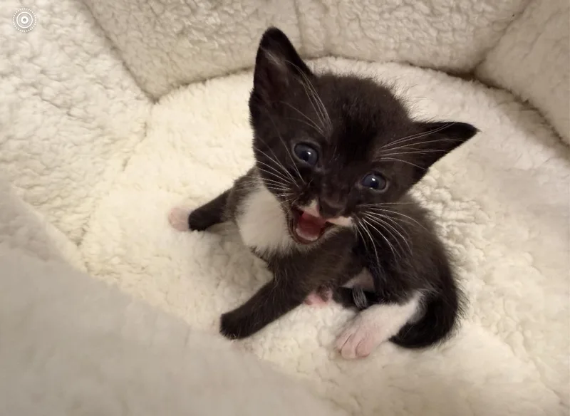 A baby medium-sized male Black & White / Tuxedo Domestic Short Hair cat named Felix for adoption in Batesville, AR