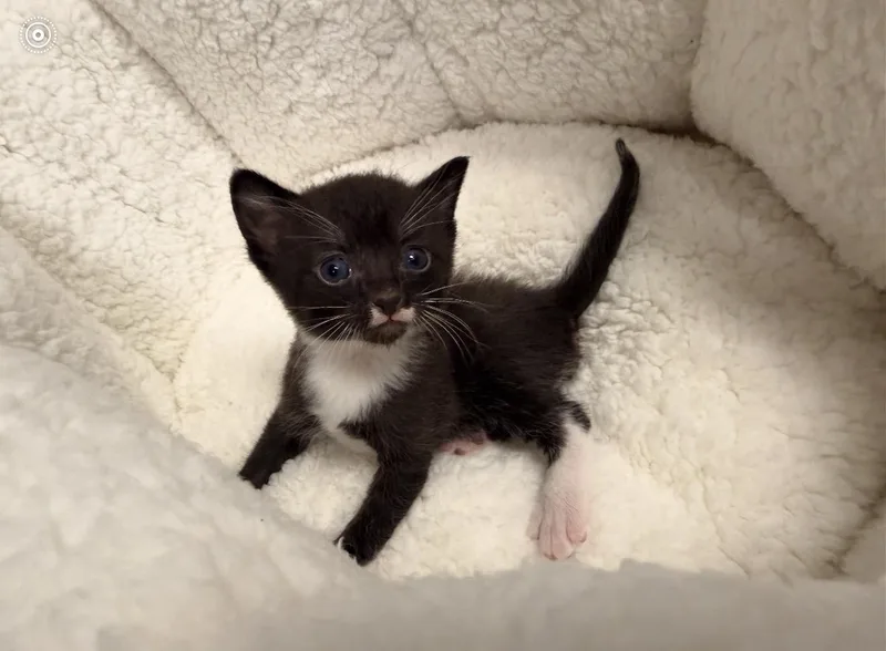 Felix thumbnail 3