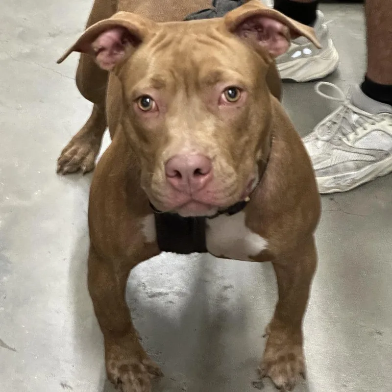 An adult large-sized female Brown / Chocolate Terrier dog named Sadie for adoption in Tampa, FL