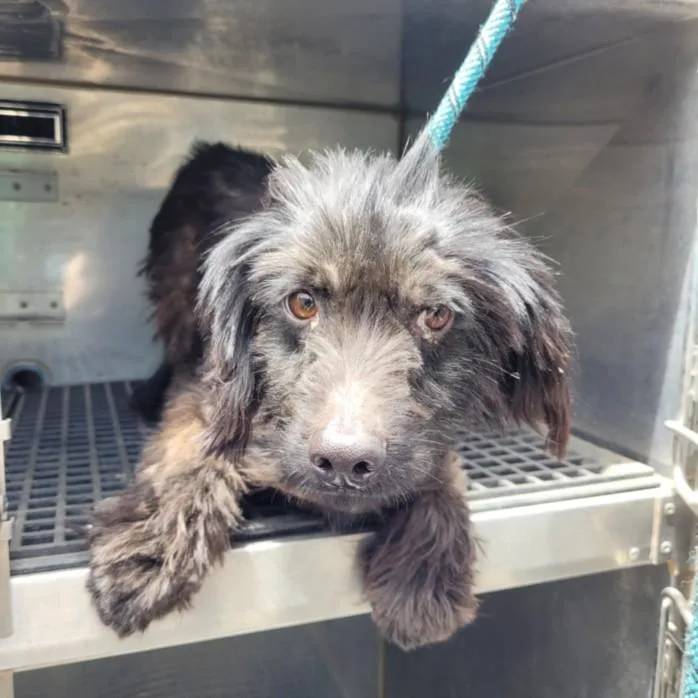 A young medium-sized male Mixed Breed dog named Ozzy for adoption in Los Angeles, CA