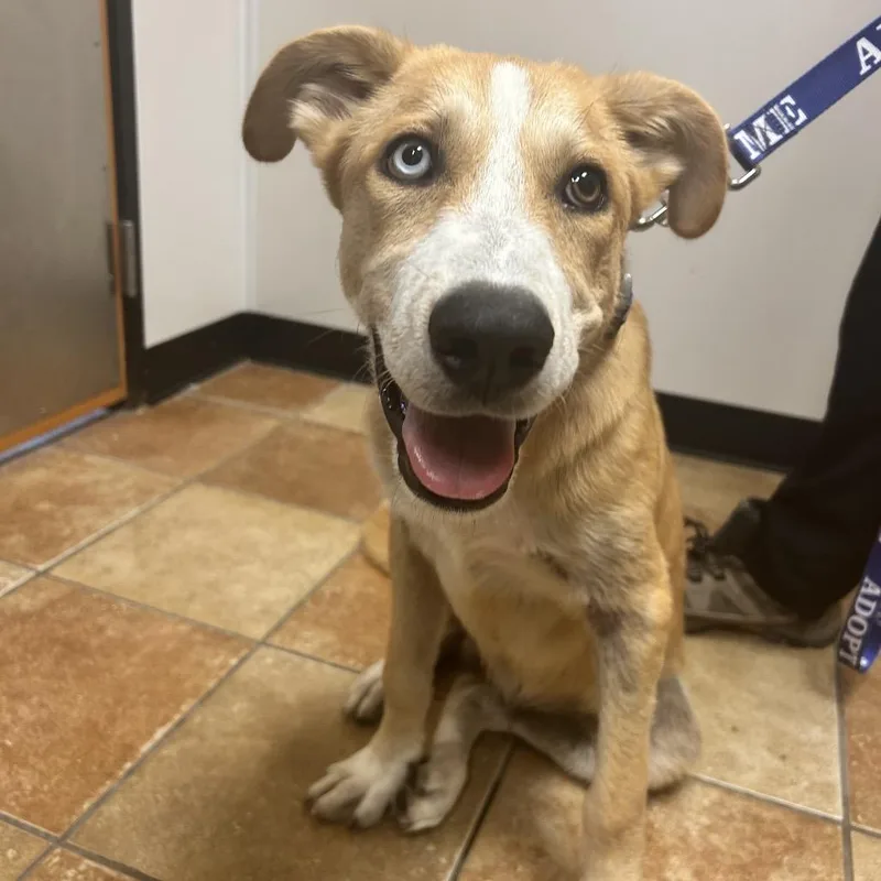 A young medium-sized male Brown / Chocolate Cattle Dog dog named Neptune for adoption in Midland, TX