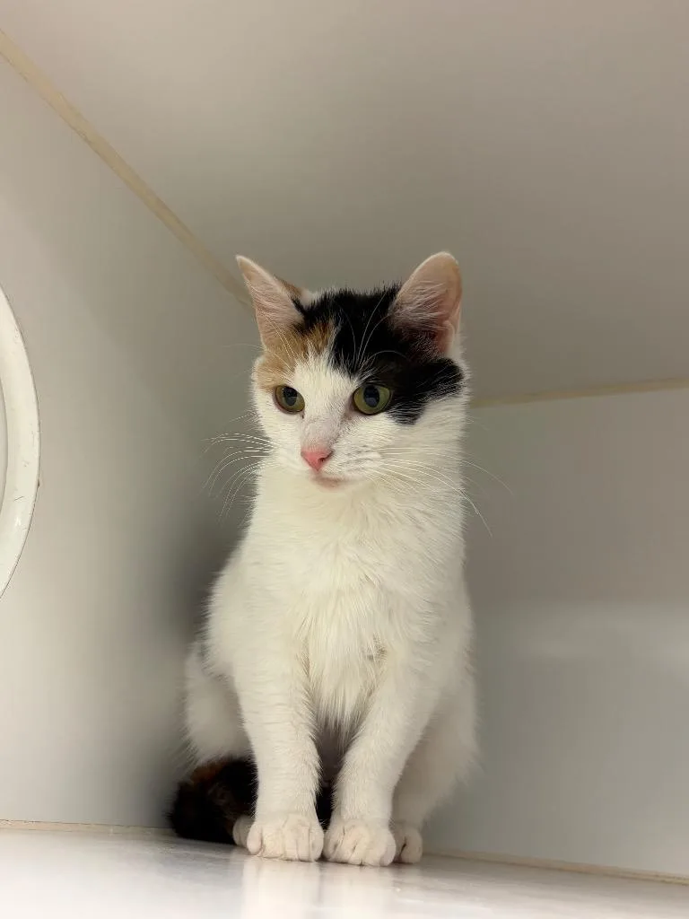 A young medium-sized female Domestic Short Hair cat named Pearl for adoption in Johnson City, TN