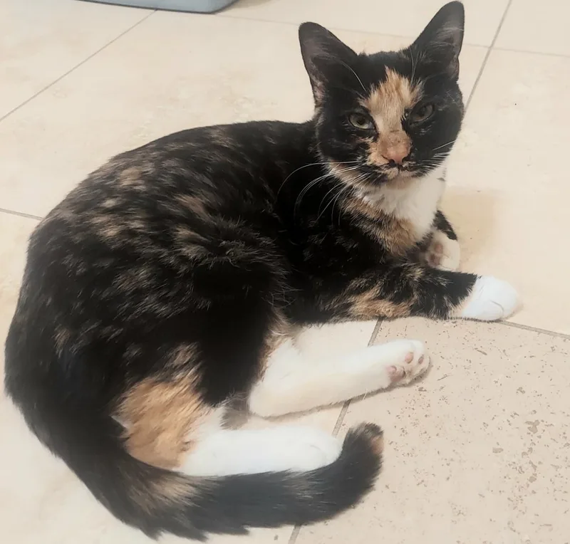 A young small-sized female Tortoiseshell cat named Maisy for adoption in CANONSBURG, PA