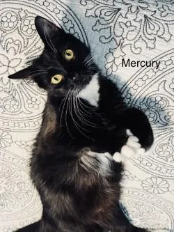 An adult small-sized female Domestic Medium Hair cat named Mercury for adoption in Gainesville, FL