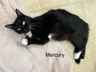 Mercury thumbnail 2