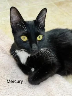 Mercury thumbnail 3