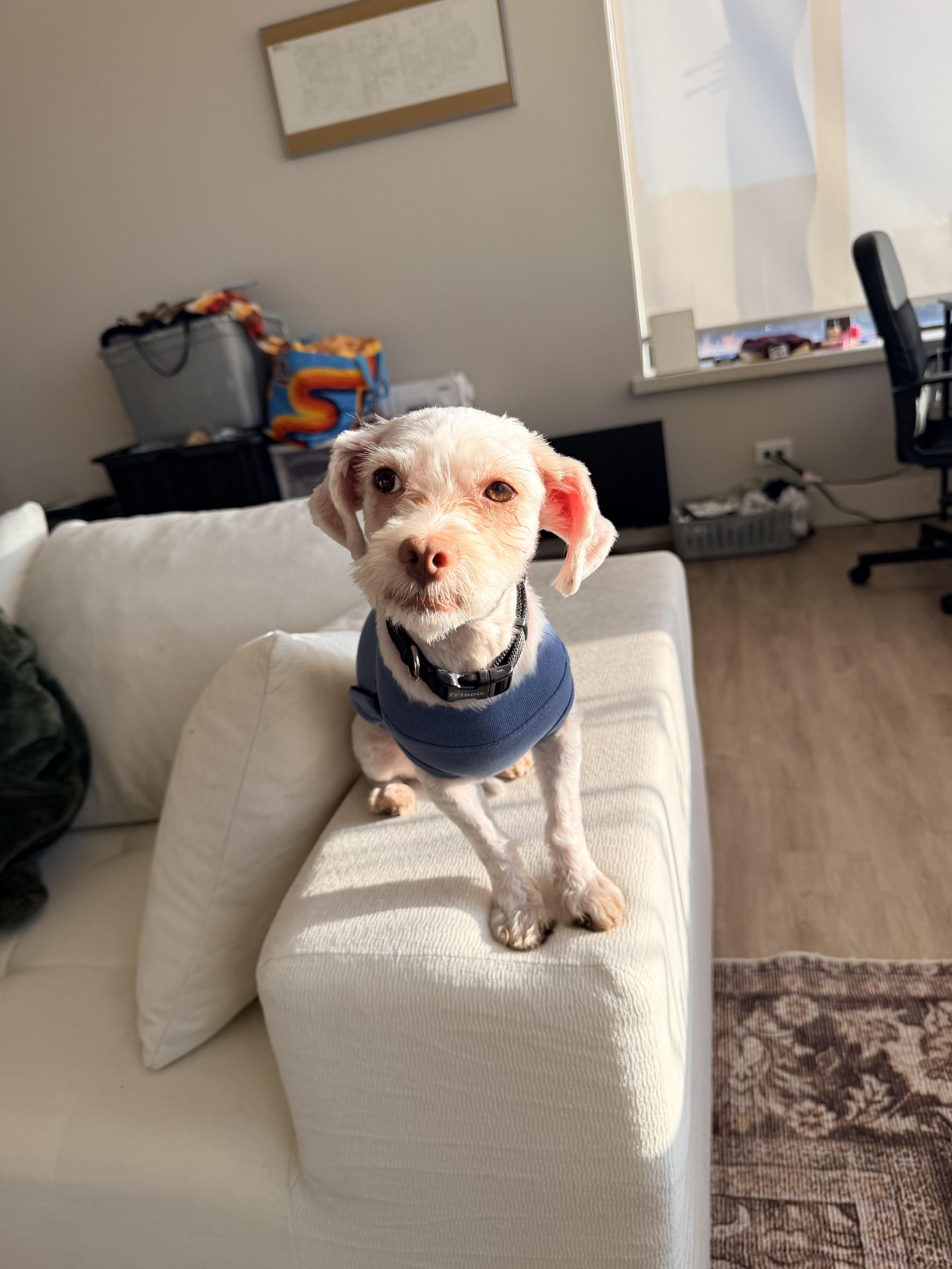 An adult small-sized male Maltese dog named Dale for adoption in Bloomfield Hills, MI