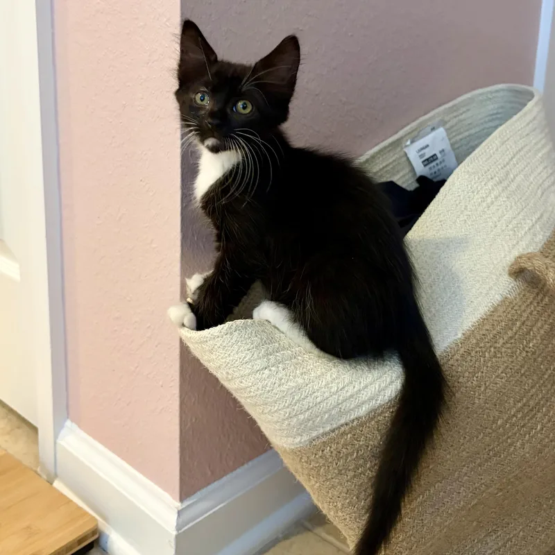 A baby medium-sized female Black & White / Tuxedo Domestic Medium Hair cat named Macie for adoption in jacksonville, FL