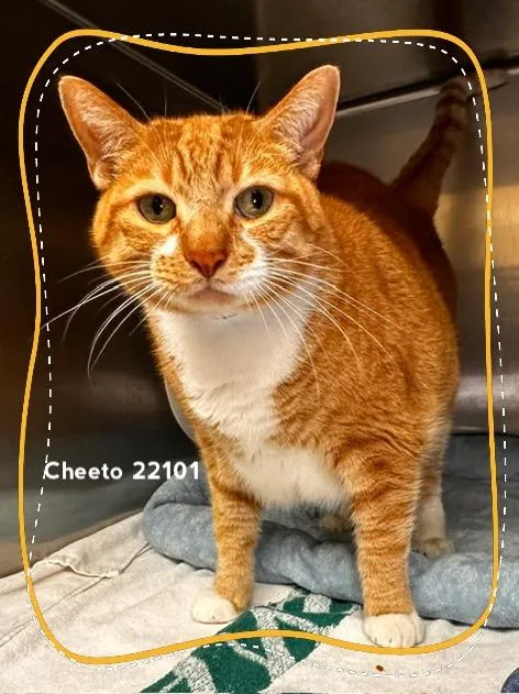 An adult medium-sized male Tabby (Orange / Red) Domestic Short Hair cat named Cheeto for adoption in Marietta, GA