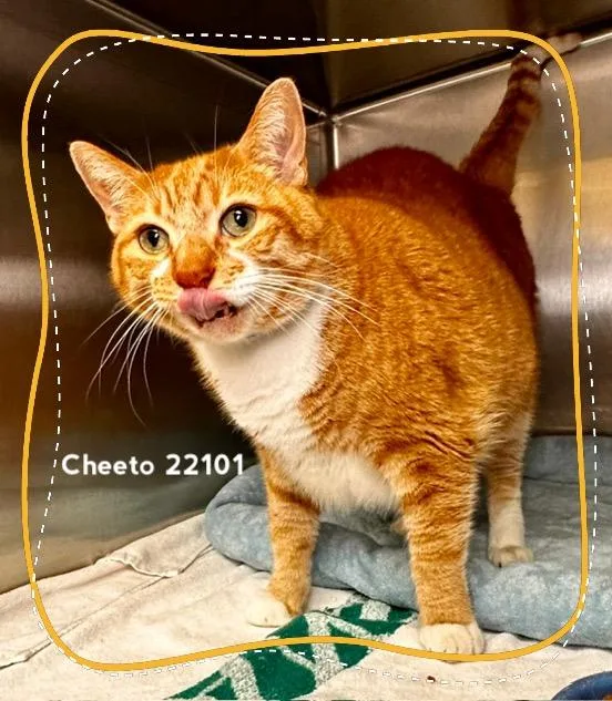Cheeto thumbnail 2