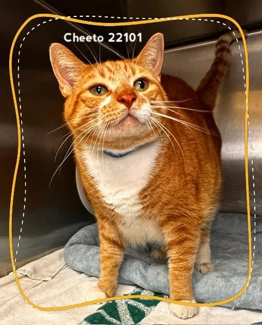 Cheeto thumbnail 3