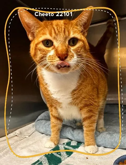 Cheeto thumbnail 4
