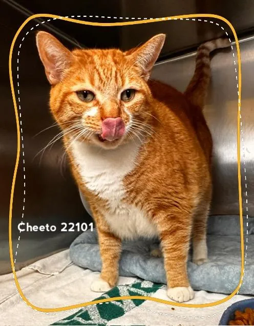 Cheeto thumbnail 5