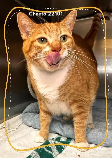 Cheeto thumbnail 6