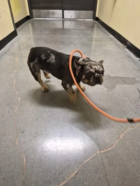 An adult small-sized male French Bulldog dog named Ic for adoption in Lawrenceville, GA