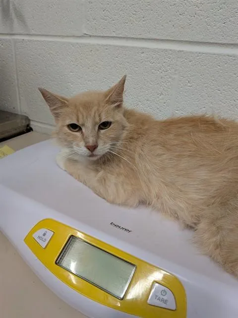 A young medium-sized female Domestic Medium Hair cat named Charlotte for adoption in Saint Peters, MO