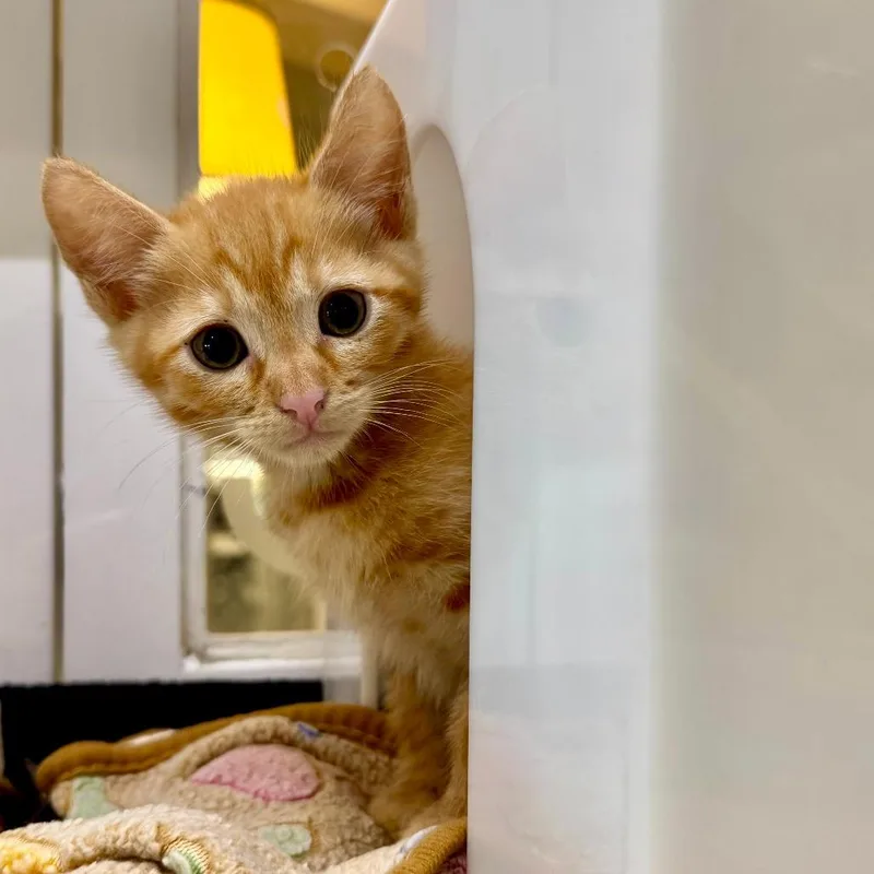 A baby small-sized male Domestic Short Hair cat named Ultraman for adoption in Los Angeles, CA