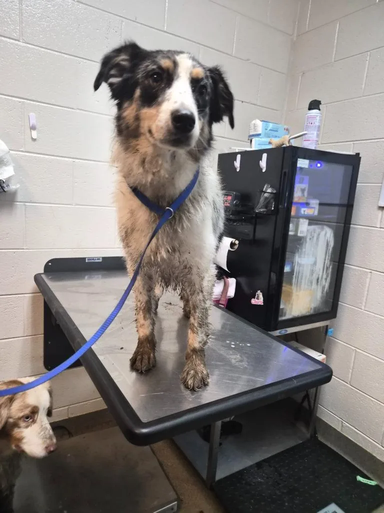 A young medium-sized female Mixed Breed dog named Rooney Fefe for adoption in Rome, GA