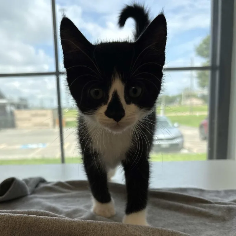 A baby small-sized male Black Domestic Short Hair cat named Miller for adoption in Beaumont, TX