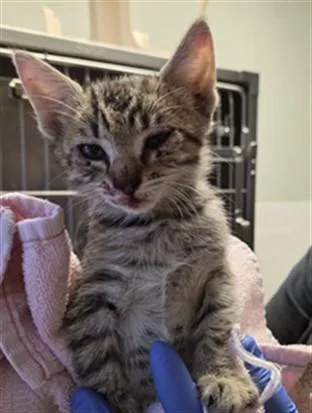 A baby small-sized female Tabby (Brown / Chocolate) Domestic Short Hair cat named Chloe A for adoption in San Andreas, CA