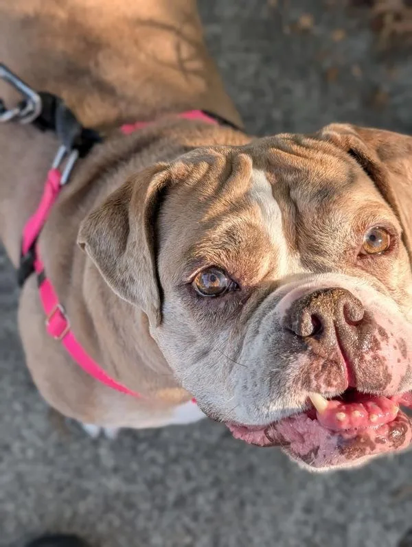 An adult large-sized female American Bulldog dog named Silvy for adoption in Santa Rosa, CA