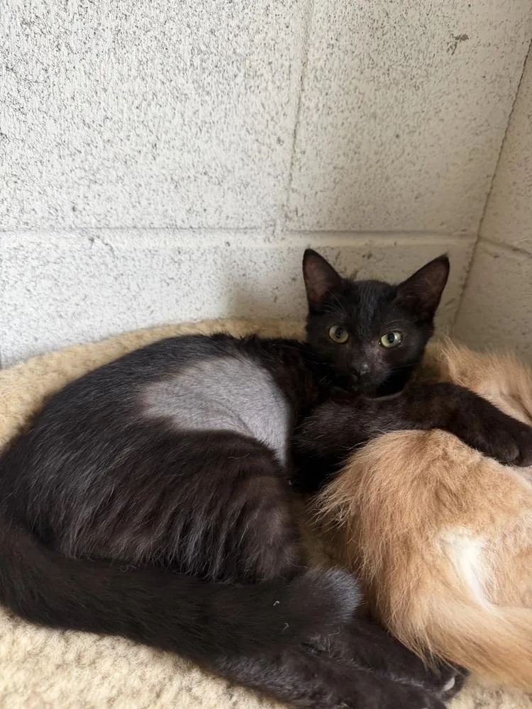 A young small-sized female Black Domestic Short Hair cat named Elvira for adoption in Ontario, CA