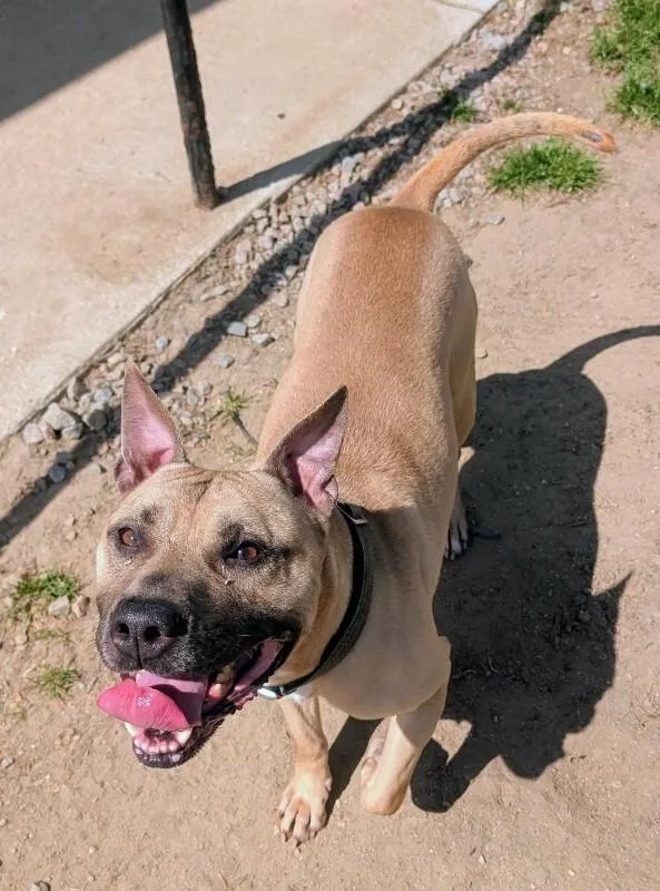 An adult medium-sized male Yellow / Tan / Blond / Fawn Pit Bull Terrier dog named Homer for adoption in Colonial Heights, VA