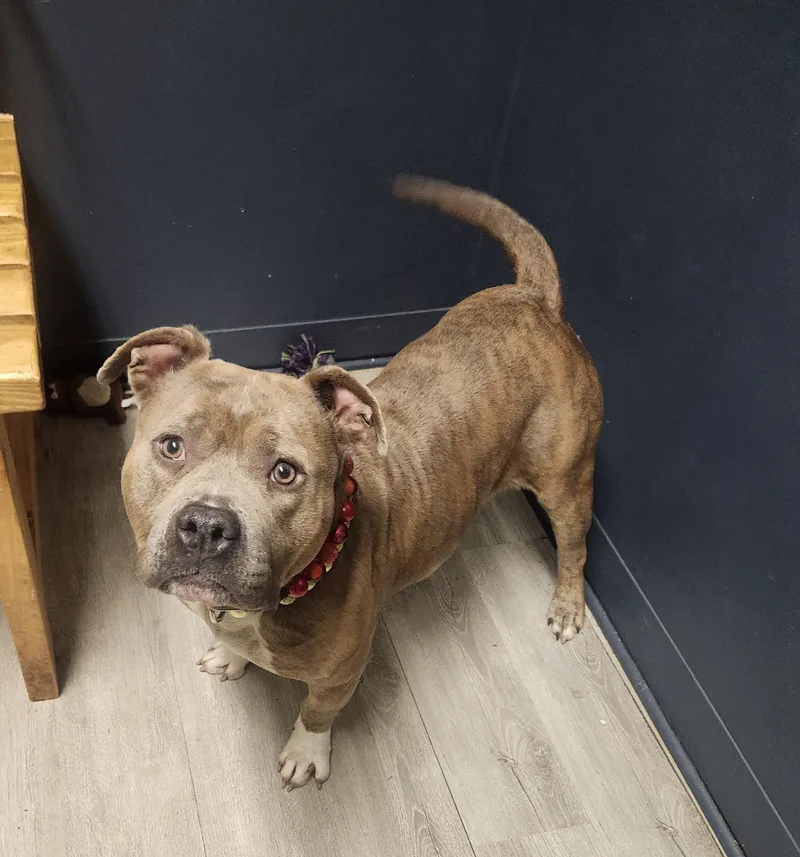 A young medium-sized female American Bully dog named Rebecca for adoption in Mansfield, OH