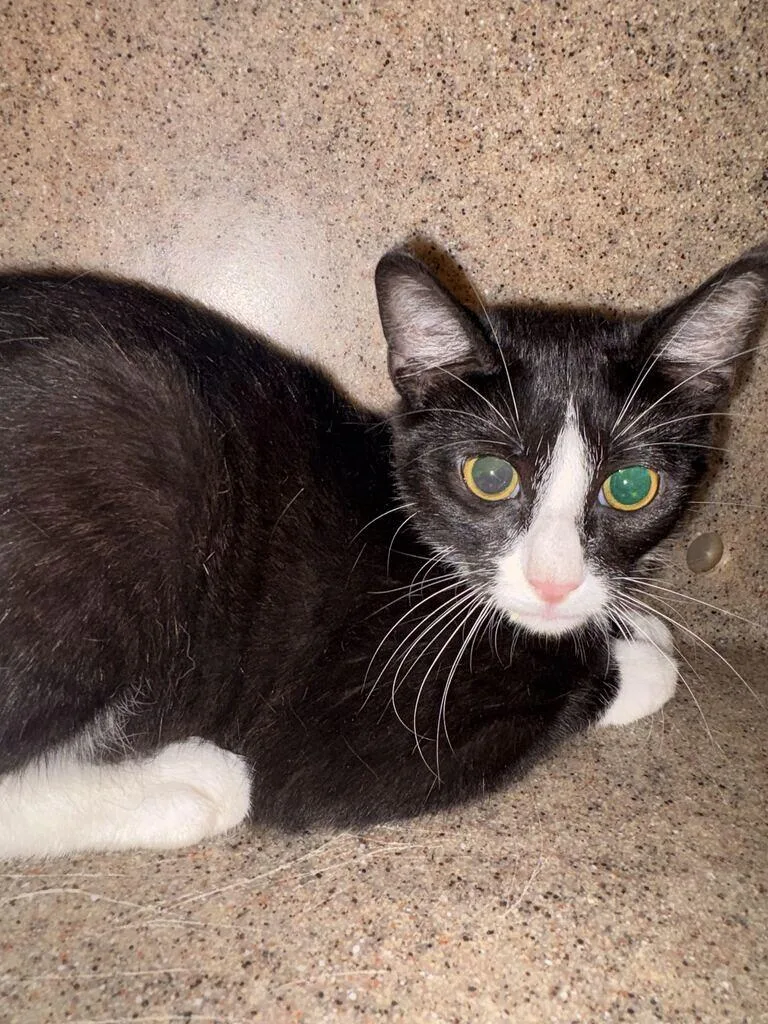 An adult small-sized male Black & White / Tuxedo Domestic Short Hair cat named Clobber for adoption in Cincinnati, OH