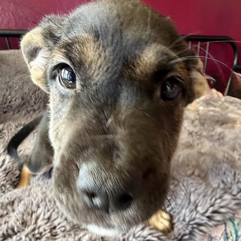 A baby medium-sized male White / Cream Mixed Breed dog named Logan for adoption in San Francisco, CA