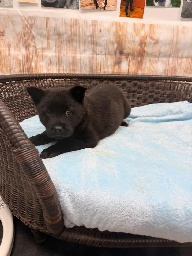 A baby medium-sized male Black Chow Chow dog named Cinna for adoption in Neillsville, WI