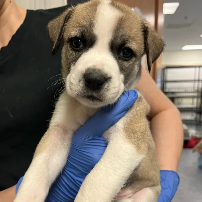 A baby small-sized male Brown / Chocolate Husky dog named Blue Jay for adoption in Charlottesville, VA