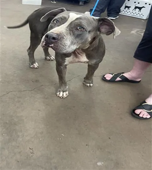 An adult large-sized female Mixed Breed dog named Stella for adoption in Dallas, TX