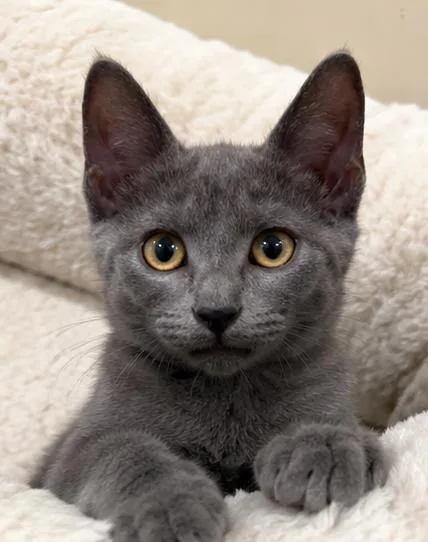 A baby medium-sized female Gray / Blue / Silver Domestic Short Hair cat named Maryann for adoption in Fort Worth, TX