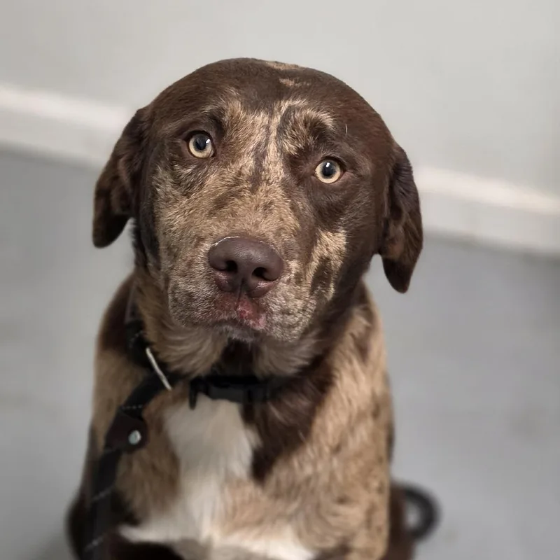 A young small-sized male Brown / Chocolate Mixed Breed dog named Ruger for adoption in Troy, IL