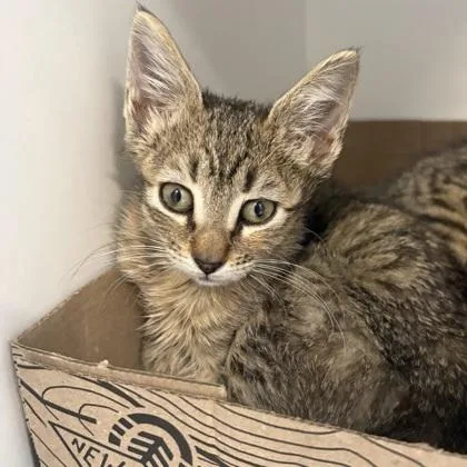 A baby small-sized female Domestic Short Hair cat named Kixx for adoption in Voorhees, NJ