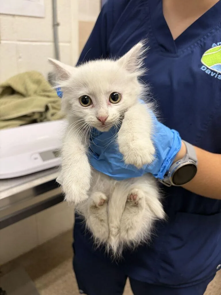 A baby small-sized female White Domestic Short Hair cat named Scoot for adoption in Fruit Heights, UT