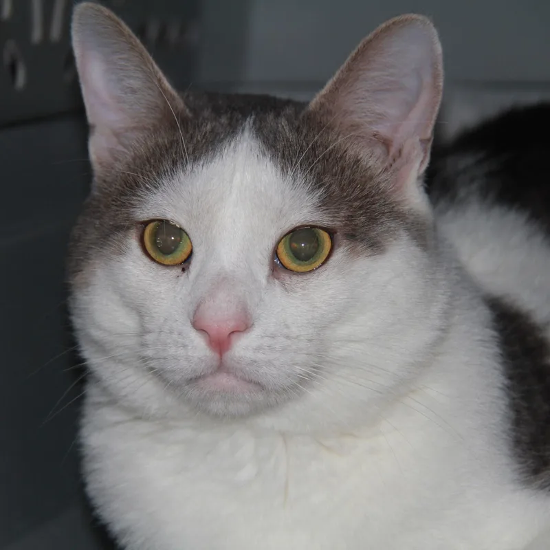 A young medium-sized male Gray & White Domestic Short Hair cat named Marblez for adoption in Norton, MA